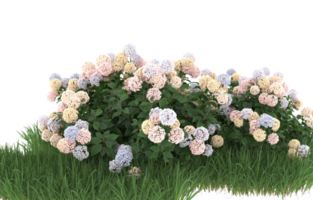 Realistic foliage isolated on transparent background. 3d rendering - illustration png