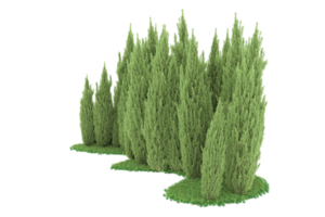 realistischer wald lokalisiert auf transparentem hintergrund. 3D-Rendering - Abbildung png