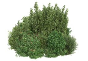 Realistic foliage isolated on transparent background. 3d rendering - illustration png