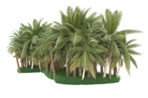 Palm trees isolated on transparent background. 3d rendering - illustration png