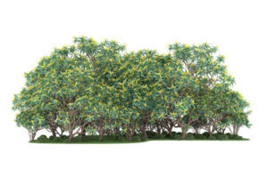 forêt réaliste isolée sur fond transparent. rendu 3d - illustration png