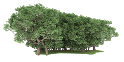 realistico foresta isolato su trasparente sfondo. 3d interpretazione - illustrazione png