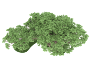 forêt réaliste isolée sur fond transparent. rendu 3d - illustration png