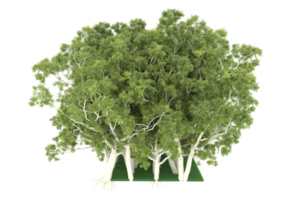 Realistic forest isolated on transparent background. 3d rendering - illustration png