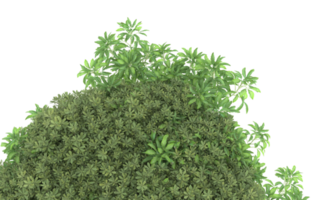 Realistic foliage isolated on transparent background. 3d rendering - illustration png