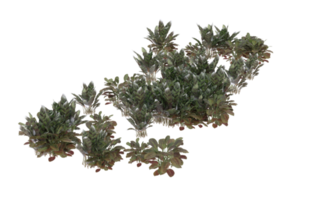 Realistic foliage isolated on transparent background. 3d rendering - illustration png