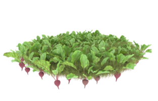 Realistic foliage isolated on transparent background. 3d rendering - illustration png