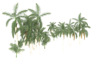 Palm trees isolated on transparent background. 3d rendering - illustration png