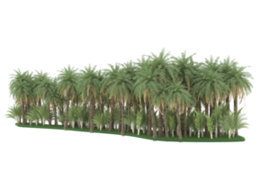 Palm trees isolated on transparent background. 3d rendering - illustration png