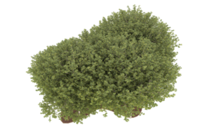 forêt réaliste isolée sur fond transparent. rendu 3d - illustration png