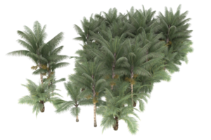 palm bomen geïsoleerd Aan transparant achtergrond. 3d renderen - illustratie png