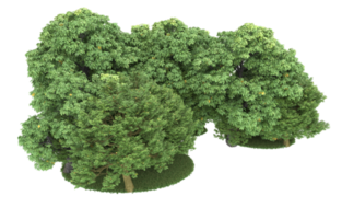 Realistic foliage isolated on transparent background. 3d rendering - illustration png