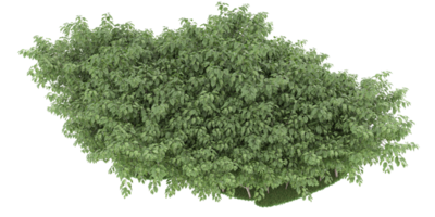 realistico foresta isolato su trasparente sfondo. 3d interpretazione - illustrazione png