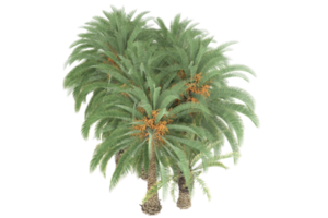 Palm trees isolated on transparent background. 3d rendering - illustration png