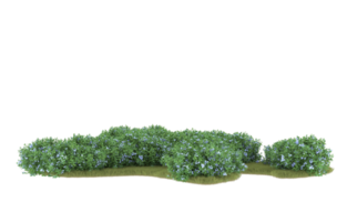 Realistic foliage isolated on transparent background. 3d rendering - illustration png