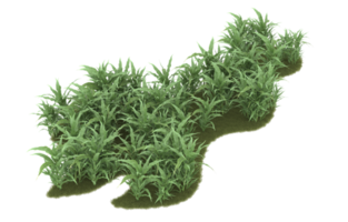 Realistic foliage isolated on transparent background. 3d rendering - illustration png