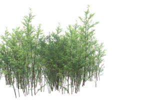 Realistic foliage isolated on transparent background. 3d rendering - illustration png