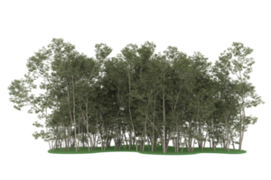 forêt réaliste isolée sur fond transparent. rendu 3d - illustration png