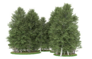 Realistic foliage isolated on transparent background. 3d rendering - illustration png