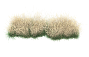 Realistic foliage isolated on transparent background. 3d rendering - illustration png