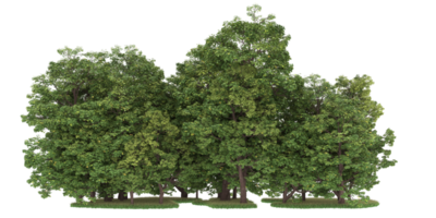 Realistic forest isolated on transparent background. 3d rendering - illustration png