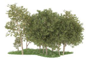 Realistic forest isolated on transparent background. 3d rendering - illustration png