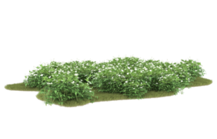 Realistic foliage isolated on transparent background. 3d rendering - illustration png