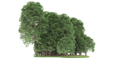 Realistic forest isolated on transparent background. 3d rendering - illustration png