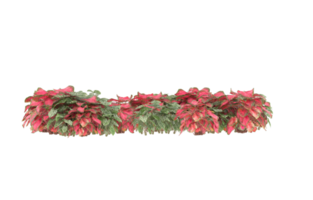 Realistic foliage isolated on transparent background. 3d rendering - illustration png