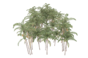 Palm trees isolated on transparent background. 3d rendering - illustration png