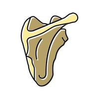 scapula bone color icon vector illustration