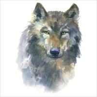 lobo pintado a mano ilustración acuarela aislado sobre fondo blanco. vector