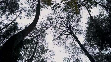 el bosque verde tiene muchos árboles altos y hojas verdes en la jungla video