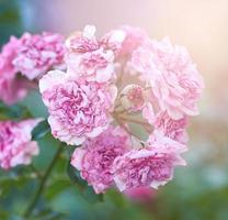 arbusto de rosas con flores rosas descoloridas en una noche de verano foto