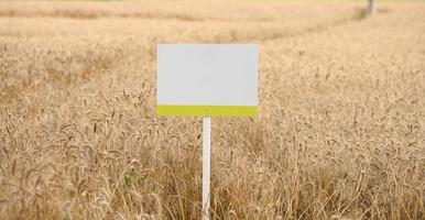 a blank white signpost on a post stands in the middle of ripe wheat ears on a summer day photo