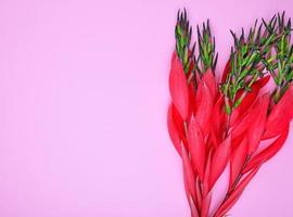 flor roja de billbergia foto