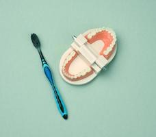 plastic model of a human jaw with white teeth and toothbrush on a green background photo