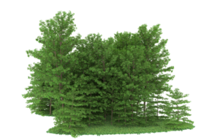 Realistic forest isolated on transparent background. 3d rendering - illustration png