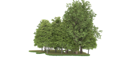 forêt réaliste isolée sur fond transparent. rendu 3d - illustration png