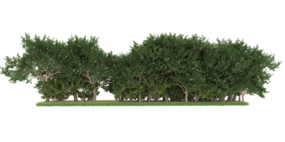 Realistic forest isolated on transparent background. 3d rendering - illustration png