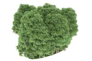 floresta realista isolada em fundo transparente. renderização 3D - ilustração png