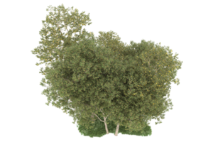 realistischer wald lokalisiert auf transparentem hintergrund. 3D-Rendering - Abbildung png