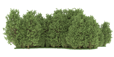 Realistic forest isolated on transparent background. 3d rendering - illustration png
