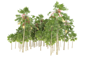 Palm trees isolated on transparent background. 3d rendering - illustration png
