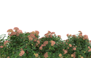 Realistic foliage isolated on transparent background. 3d rendering - illustration png