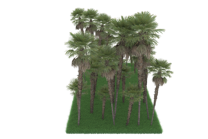 Palm trees isolated on transparent background. 3d rendering - illustration png