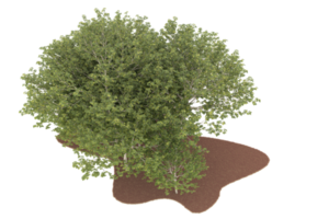 realistico foresta isolato su trasparente sfondo. 3d interpretazione - illustrazione png