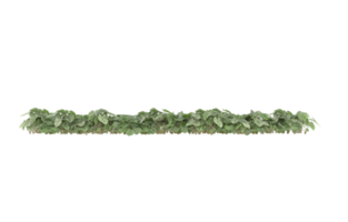 Realistic foliage isolated on transparent background. 3d rendering - illustration png