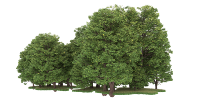 Realistic forest isolated on transparent background. 3d rendering - illustration png