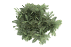 palm bomen geïsoleerd Aan transparant achtergrond. 3d renderen - illustratie png